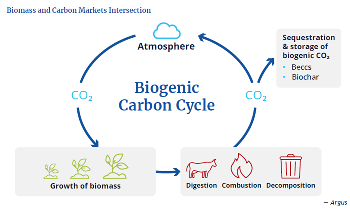 Biochar and Beccs
